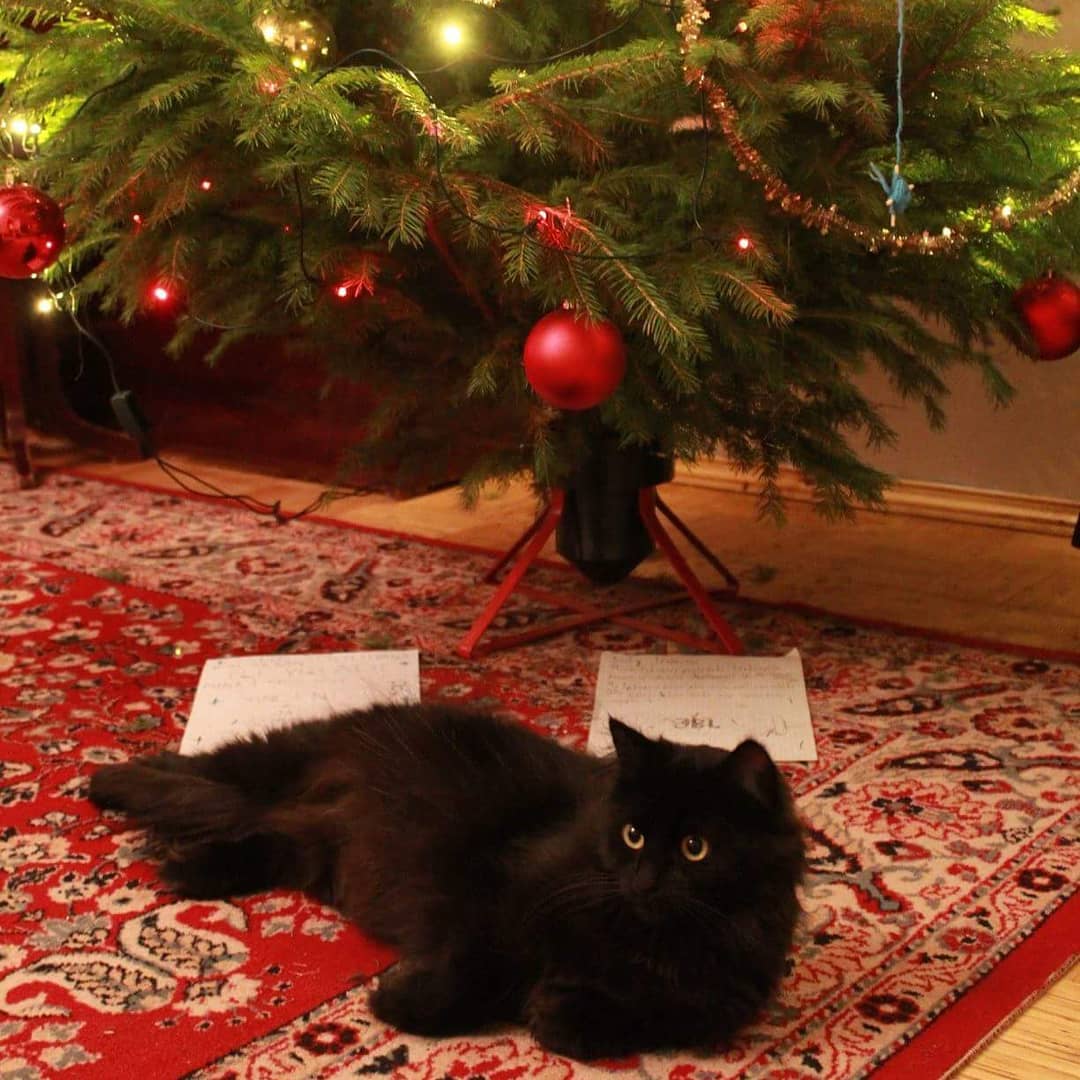 Lulu the cat under the Christmas Tree 2017
